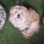 Photo of Tanya's Pooch Caboose