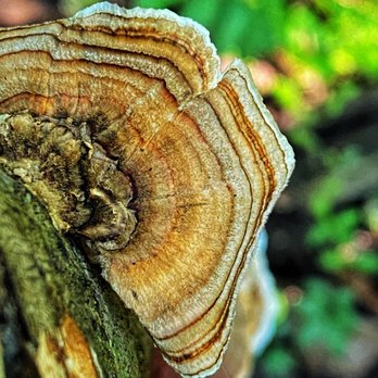Cascade Springs Nature Preserve - Mushrooms at Cascade Springs - Parks Near Me - Atlanta, Georgia Cascade Springs Nature Preserve - Mushrooms at Cascade Springs - Parks Near Me - Atlanta, Georgia