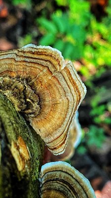 Cascade Springs Nature Preserve by null