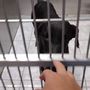 Photo of Doberman Rescue of Nevada
