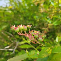 Charlotte's Blueberry Park