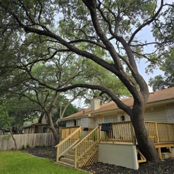 TX Arborist - Tree Services Near Me