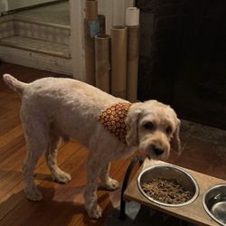 Petco - Boomer after his spa day