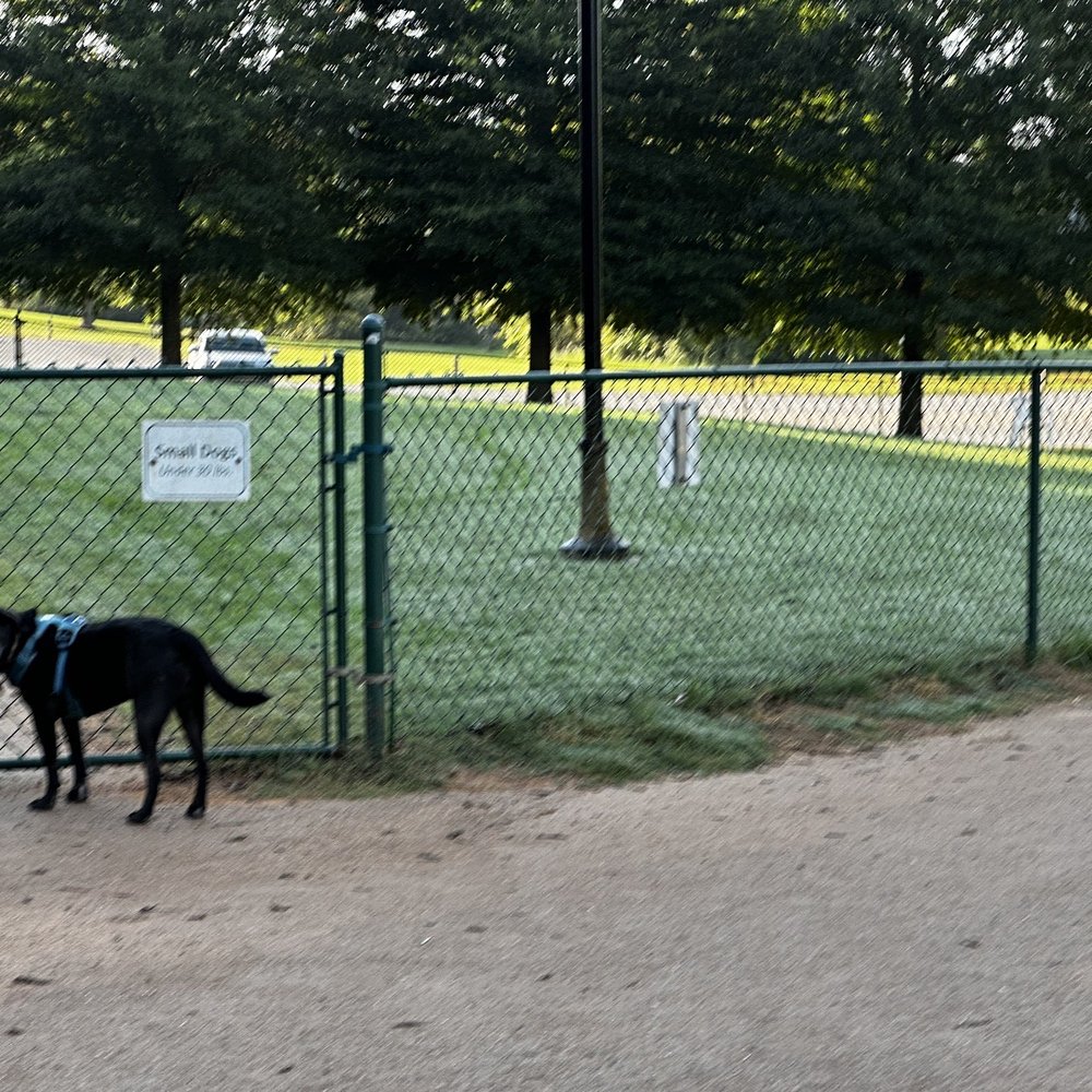 A Dog Park near Me: Discover the Best Local Spots for Pups