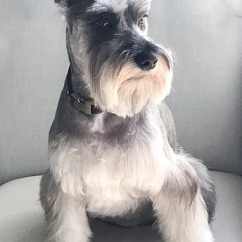 Posh Pooch - Stefan after getting his cut - Pet Groomers Near Me - Woodside, New York