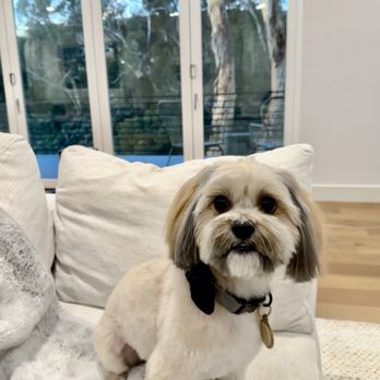 Besties DogSpa - After - Pet Groomers Near Me - San Diego, California Besties DogSpa - After - Pet Groomers Near Me - San Diego, California