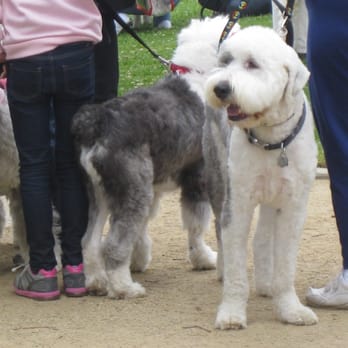 Roxbury  Park Community Center - In the wings. Old English Sheepdog Rescue Parade. http://oldenglishsheepdog.rescueme.org/California - Community Centers Near Me - Beverly Hills, California