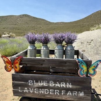 Blue Barn Lavender Farm - Pick Your Own Farms Near Me - Sage, California