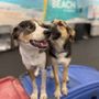 Photo of Dogtopia of Ellisville