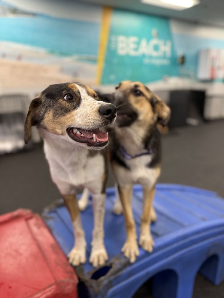 Dogtopia of Ellisville - pet boarding facility in Ellisville, MO