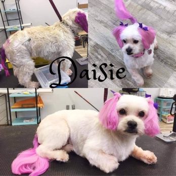 Pet Clips Studio - Pet Groomers Near Me - Calera, Alabama