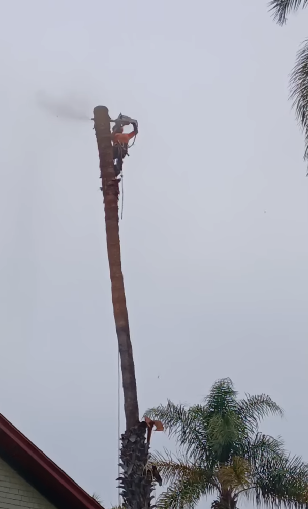 Peter Tree Kc PETER’S TREE SERVICE - Updated January 2026 - 431 S T Ave, National ...