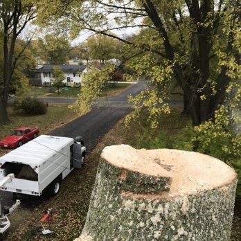 Newf & Trees - Tree Services Near Me