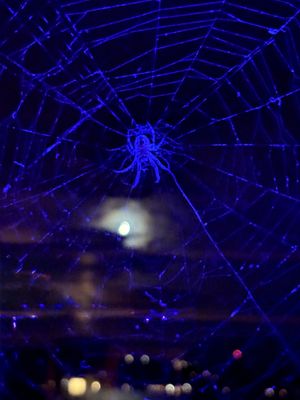 Mount Washington Cruises by null