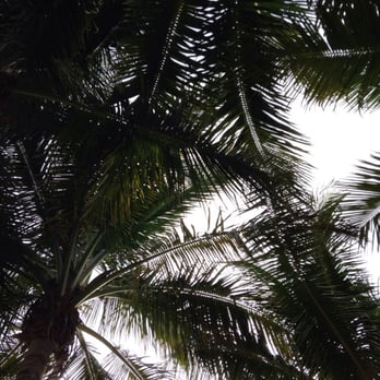Naples Botanical Garden - The view from the hammock - Botanical Gardens Near Me - Naples, Florida