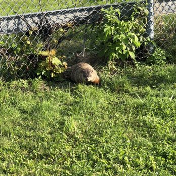 Restaurant Focaccio - The Groundhog as we walked to the restaurant!! - Italian Near Me - Dorval, Quebec Restaurant Focaccio - The Groundhog as we walked to the restaurant!! - Italian Near Me - Dorval, Quebec