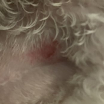 Dog a Do Salon - Razor burn on stomach - Pet Sitting Near Me - Herndon, Virginia Dog a Do Salon - Razor burn on stomach - Pet Sitting Near Me - Herndon, Virginia