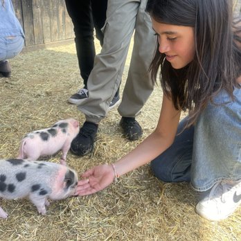 SoCalMiniPigs - Pet Breeders Near Me - Valley Center, California SoCalMiniPigs - Pet Breeders Near Me - Valley Center, California