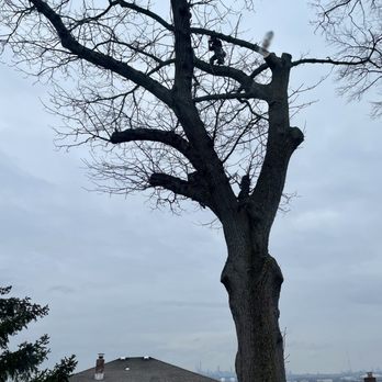 Arbor Care Tree service - Tree Services Near Me Arbor Care Tree service - Tree Services Near Me