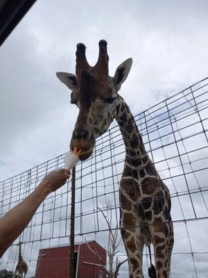 Tennessee Safari Park by null