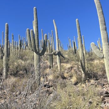 Tumamoc Hill - Hiking Near Me - Tucson, Arizona