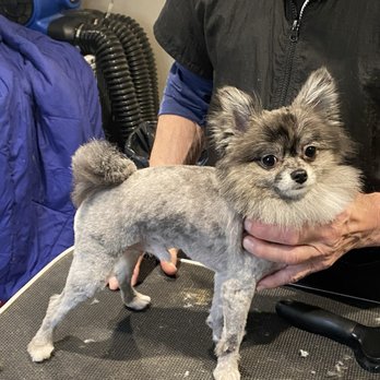 R D Doggie Doos - Not what I asked for why would you shave a Pomeranian? He was not matted at all - Pet Groomers Near Me - Mount Vernon, New York