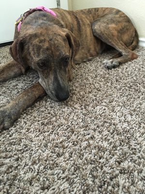 vca sandy animal hospital