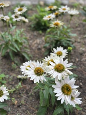 Pennyroyal Cafe & Provisions by null