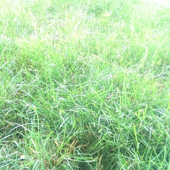 Minto-Brown Island Park - Green grass! - Dog Parks Near Me - Salem, Oregon Minto-Brown Island Park - Green grass! - Dog Parks Near Me - Salem, Oregon