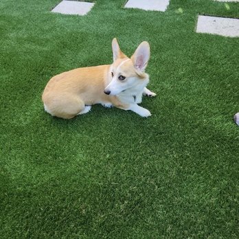 Paramount Landscaping - My dog is loving it!! - Landscaping Near Me - San Jose, California Paramount Landscaping - My dog is loving it!! - Landscaping Near Me - San Jose, California
