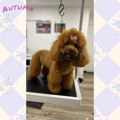 Our Happy Pups!!! - Dogs often feel happier and more comfortable after being groomed. Shedding heavy or matted fur, having their nails trimmed, and getting cleaned up can relieve discomfort and improve their overall well-being. Many dogs leave the grooming session feeling refreshed, energized, and more relaxed. A clean coat, clear eyes, and fresh paws can boost their mood—and it's easy to see the difference in their wagging tails and playful behavior. Grooming isn’t just about looks; it’s about helping dogs feel their best. Our Happy Pups!!! - Dogs often feel happier and more comfortable after being groomed. Shedding heavy or matted fur, having their nails trimmed, and getting cleaned up can relieve discomfort and improve their overall well-being. Many dogs leave the grooming session feeling refreshed, energized, and more relaxed. A clean coat, clear eyes, and fresh paws can boost their mood—and it's easy to see the difference in their wagging tails and playful behavior. Grooming isn’t just about looks; it’s about helping dogs feel their best.