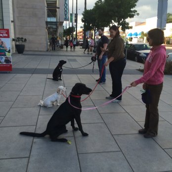 Pet Peeves Training - Distraction training in real-life environments - Pet Training Near Me - Canoga Park, California Pet Peeves Training - Distraction training in real-life environments - Pet Training Near Me - Canoga Park, California