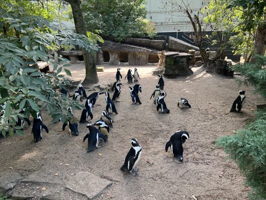 Photo of Artis - Amsterdam, NH, NL. Lots of penguins!