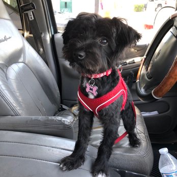 self serve dog wash long beach