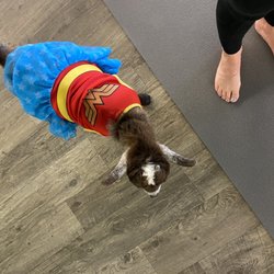 Goga Goat Yoga