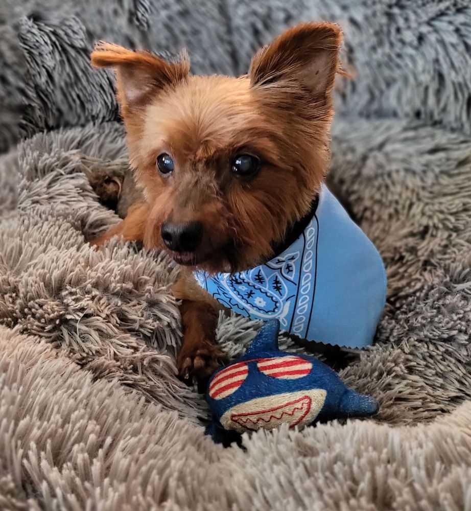 PRINCE BENJI Updated October 2024 169 Photos & 93 Reviews 1007 W