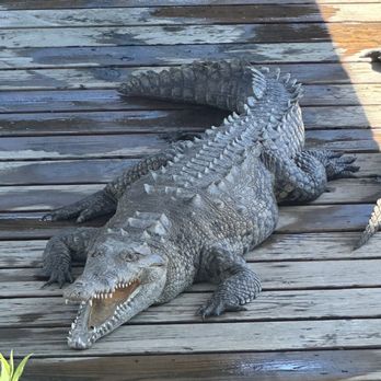 Gatorland - Zoos Near Me - Orlando, Florida Gatorland - Zoos Near Me - Orlando, Florida