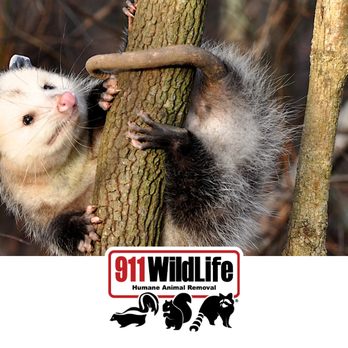 911 Wildlife - Pest Control Near Me - Plano, Texas