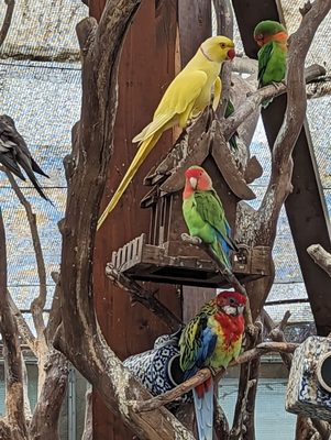 Giardini la Mortella by null