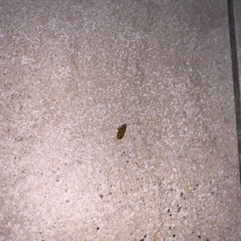 CoCo Key - Roach on the floor by elevator - Resorts Near Me - Orlando, Florida
