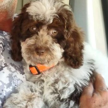 CK9 Veterinary and Dog Training Services - Thank you Dr. Clint - Veterinarians Near Me CK9 Veterinary and Dog Training Services - Thank you Dr. Clint - Veterinarians Near Me