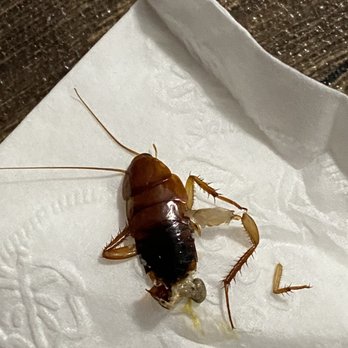 La Madera Apartments - Roaches - Apartments Near Me - Garden Grove, California La Madera Apartments - Roaches - Apartments Near Me - Garden Grove, California