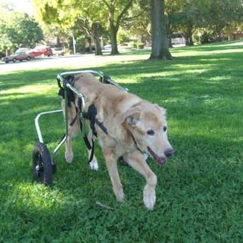 At Home and At Peace - Veterinarians Near Me At Home and At Peace - Veterinarians Near Me