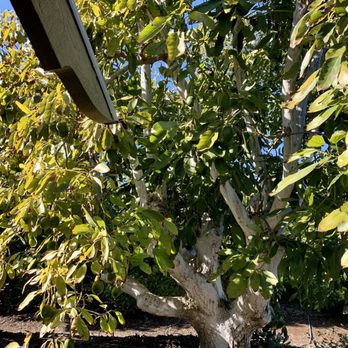 Morro Creek Ranch - Avocados on the vine - Farms Near Me - Morro Bay, California Morro Creek Ranch - Avocados on the vine - Farms Near Me - Morro Bay, California