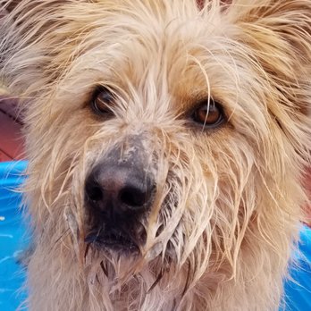 In & Out Pet - Before - Pet Groomers Near Me - Reno, Nevada