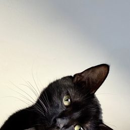 Zelda likes them too! He loves Dr. Montell.