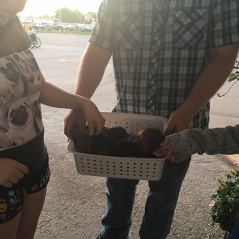 Harvest Motel - For adorable long-haired docs and puppies available for admiring , two times per day - Hotels Near Me - Yuma, Colorado Harvest Motel - For adorable long-haired docs and puppies available for admiring , two times per day - Hotels Near Me - Yuma, Colorado