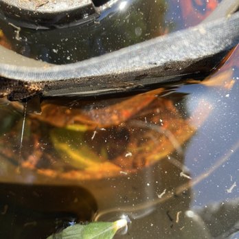 San Marino Pest Control - Mosquito larvae - Pest Control Near Me - San Marino, California San Marino Pest Control - Mosquito larvae - Pest Control Near Me - San Marino, California