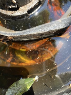 Mosquito Control. - We offer multiple services for mosquito control. Contact us now to set up an inspection, inspection will determine the type of service that will work best for your property. Mosquito Control. - We offer multiple services for mosquito control. Contact us now to set up an inspection, inspection will determine the type of service that will work best for your property.
