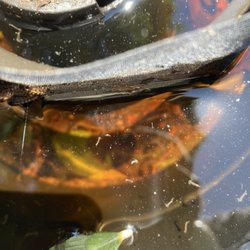San Marino Pest Control - Mosquito larvae